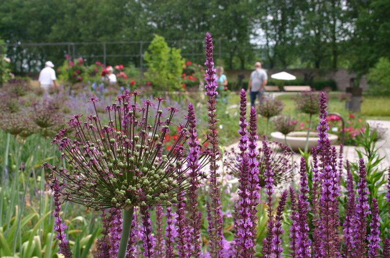 Zierlauch und andere Blumen