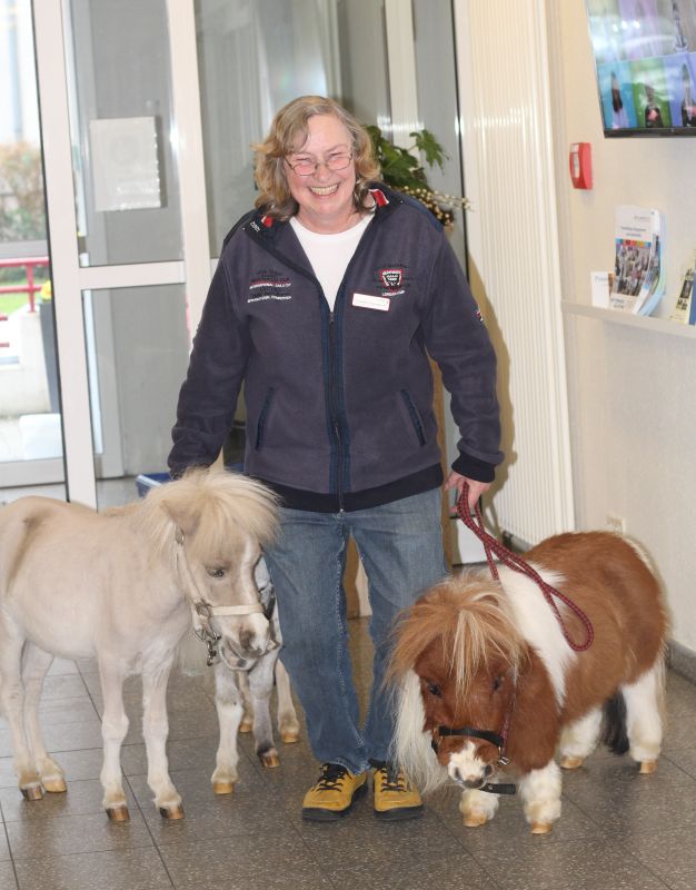 Drei Mini-Ponies, die am Strick geführt werden