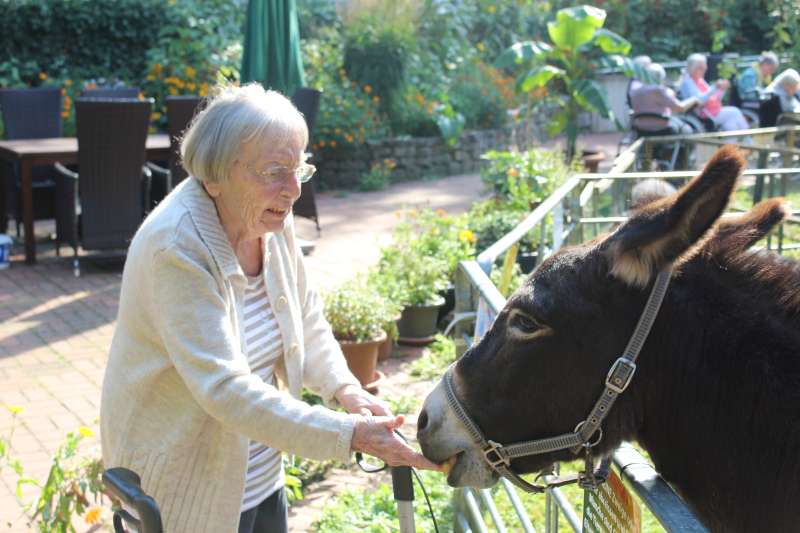 Frisches Obst für besondere Gäste: Marianne Bode füttert einen schwarzen Esel im Garten des Johannes-Hauses mit Äpfeln 