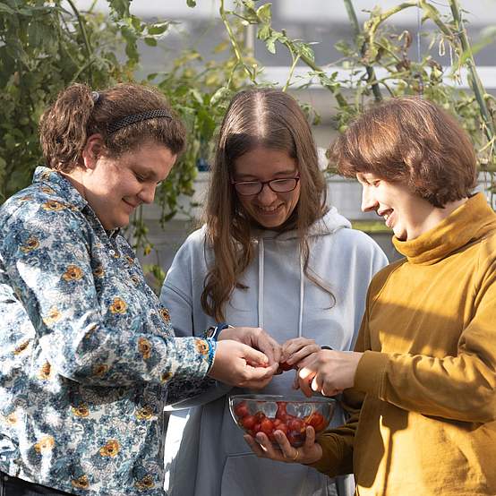Drei junge Frauen stehen in einem Garten zusammen und greifen in eine Schlüssel voller Tomaten. 